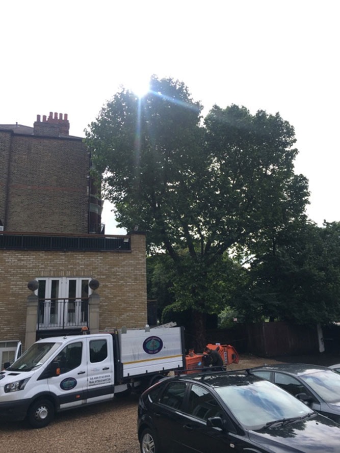 Tree surgery site clearance work in progress near Clapham Common London