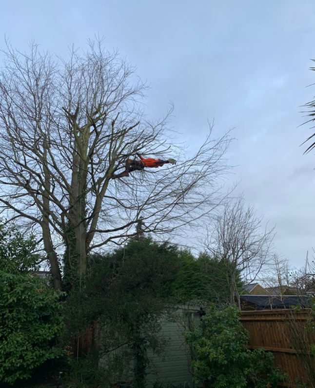Mature beech tree after professional crown reduction in Surrey by Carpenters Tree Care