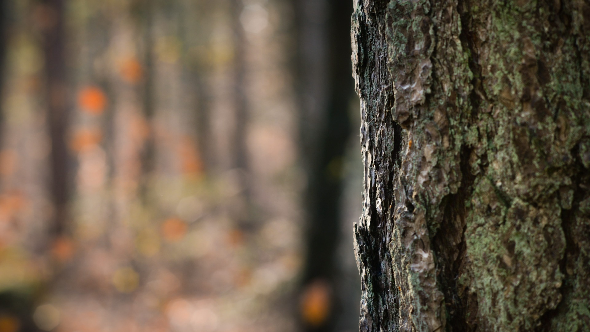 Professional tree surgery work by Carpenters Tree Care in a London garden
