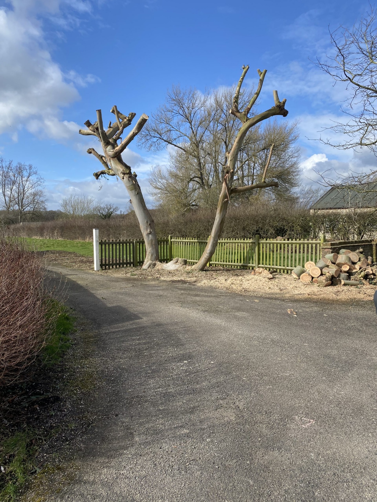 Two freshly pollarded trees with stacked logs in a rural Hampshire setting