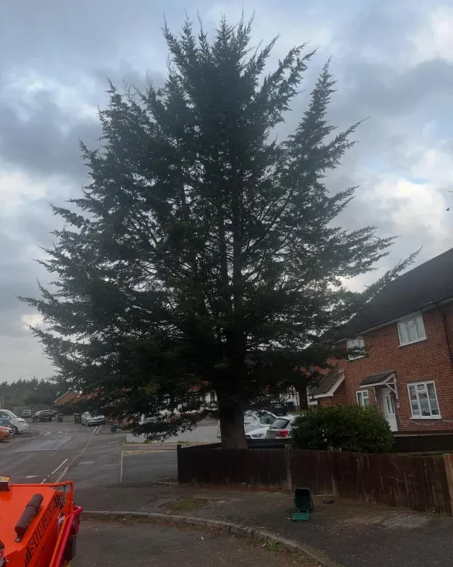 Tall conifer next to a house being assessed for safe removal by Carpenters Tree Care